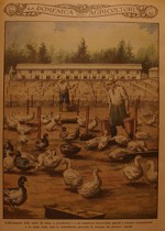 L'allevamento delle anatre