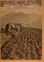 La raccolta delle olive