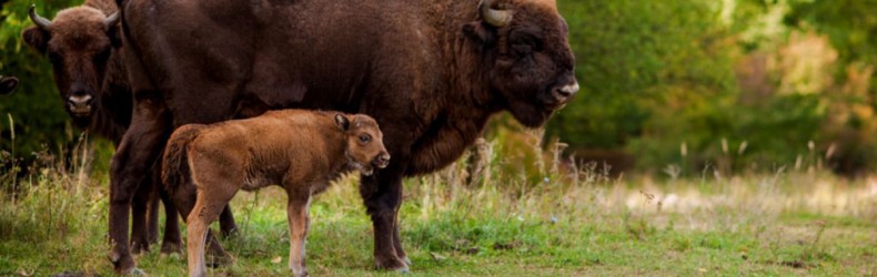 Età allo svezzamento per mammiferi allevati con metodo biologico