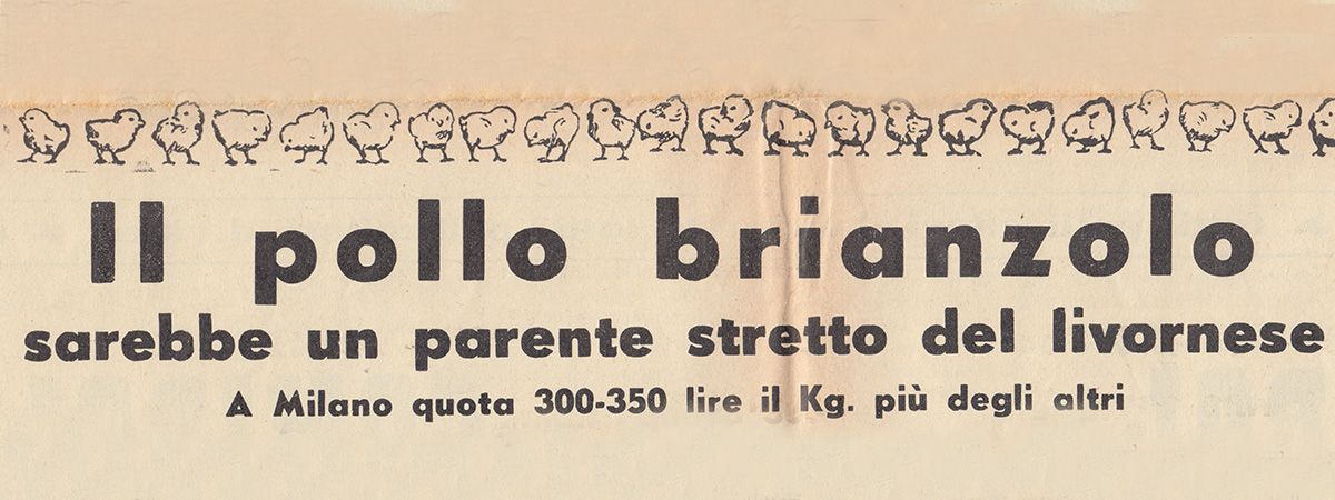 Il pollo Brianzolo