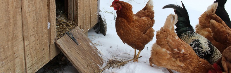 La gallina fa l'uovo e al gallo brucia il sedere