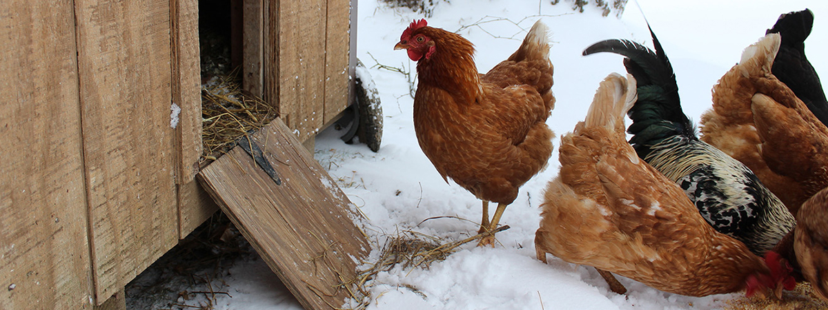 La gallina fa l'uovo e al gallo brucia il sedere