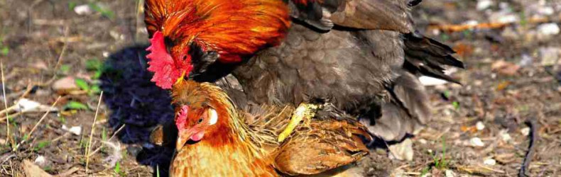 Formazione dei gruppi riproduttivi nella specie pollo