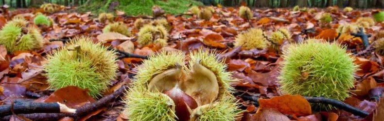 Frutti dimenticati e biodiversità recuperata