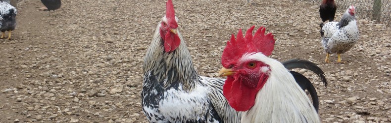 Il sorgo nell'alimentazione del pollo da carne