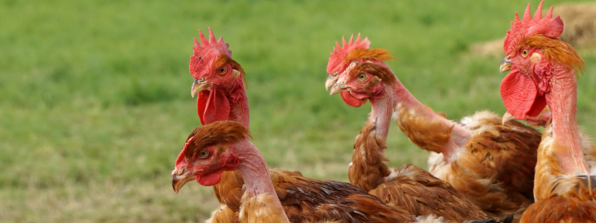 Vino ai polli e a altri animali