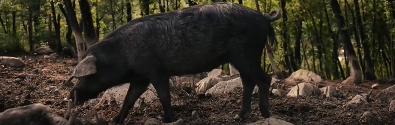 Documentazione storica sul maiale Macchiaiola maremmana