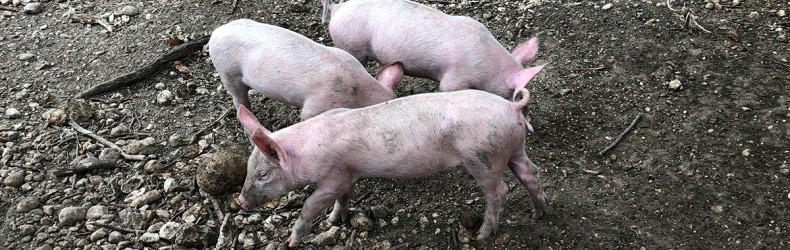 Ingrasso tradizionale del maiale a febbraio