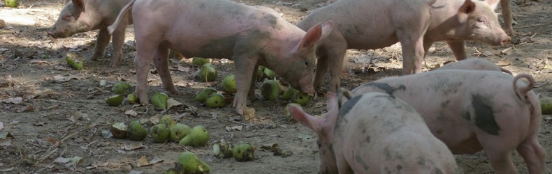 Ingrasso tradizionale del maiale a maggio