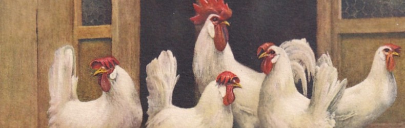 La Fattoria Avicola Mirenghi a Bari