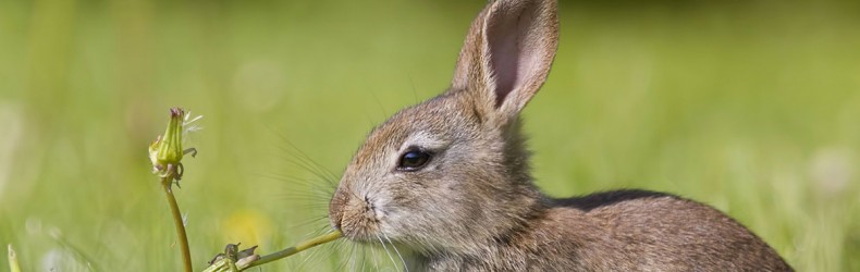 Coniglio di montagna: alimentazione estiva femmine in allattamento