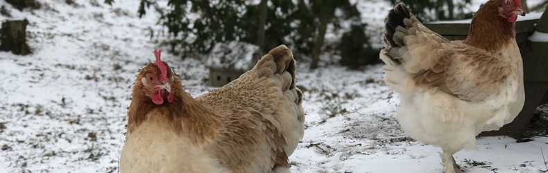 Muta e pausa riproduttiva nelle galline