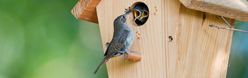 Nidi artificiali per gli animali