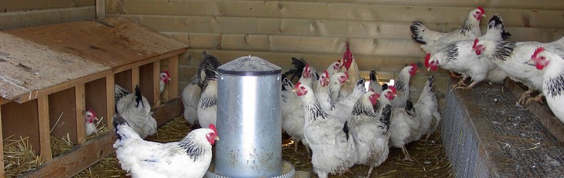 Nidi individuali per 25 galline