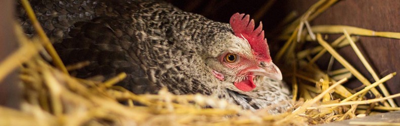 La gallina di Brusegana