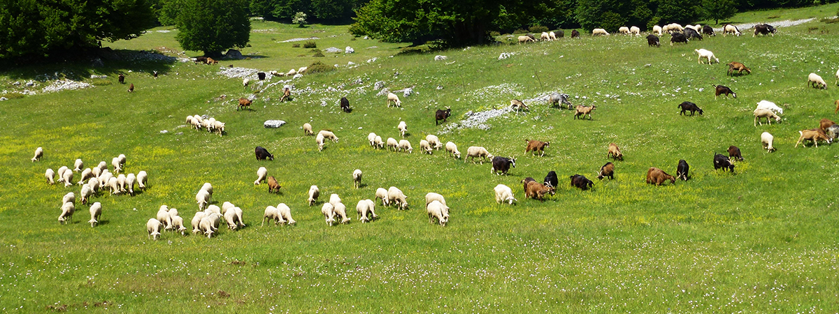 Le pecore nel Neolitico