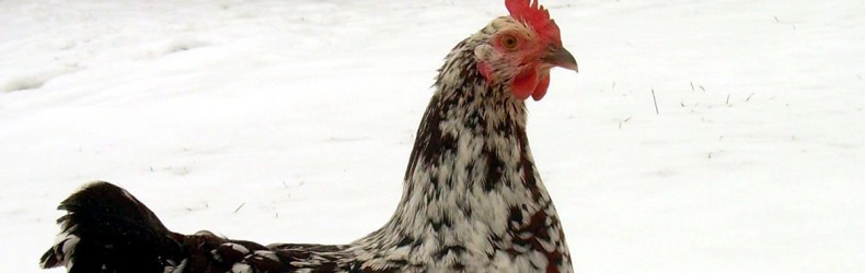 Evitare le correnti d’aria nel pollaio durante i mesi invernali