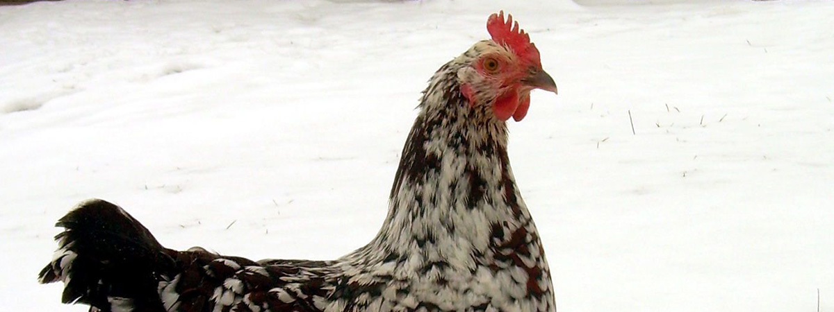 Evitare le correnti d’aria nel pollaio durante i mesi invernali