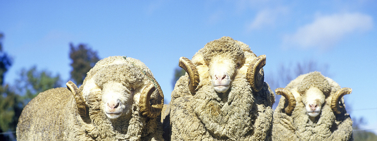 Le pecore Merinos nel Dipartimento del Reno