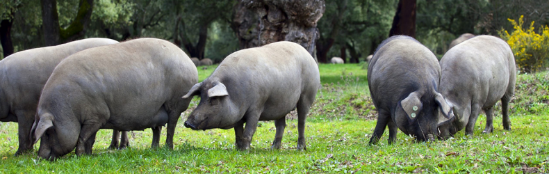 Allevamento tradizionale della scrofa a giugno