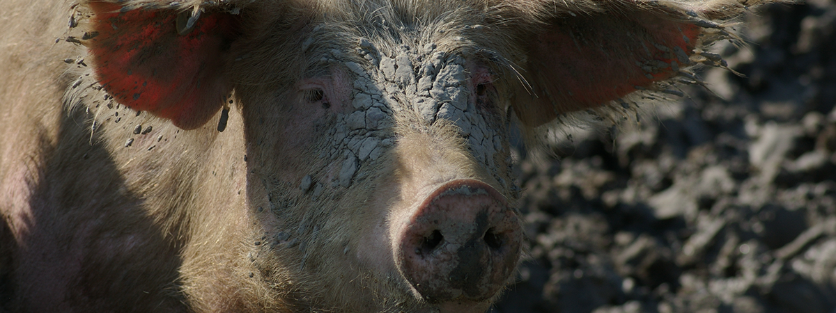 Alimentazione della scrofa un mese prima del parto