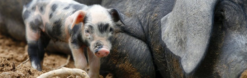 Allevamento della scrofa con metodo tradizionale a novembre