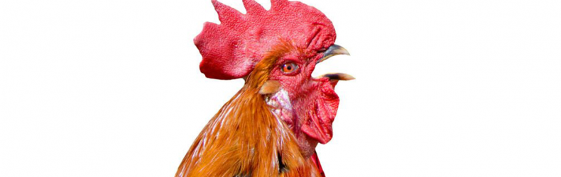 La leggenda del gallo che canta