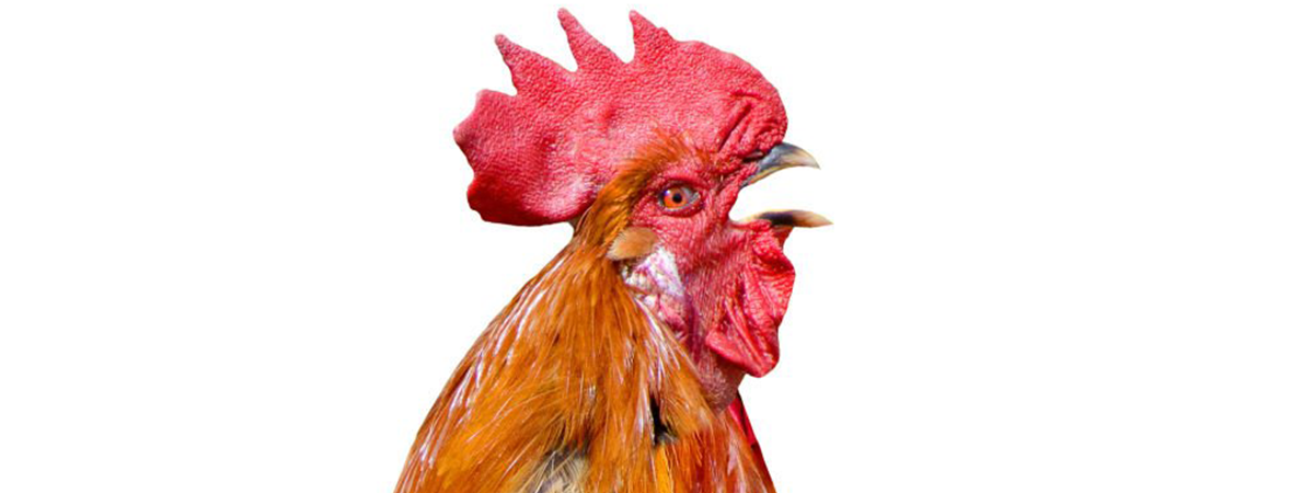 La leggenda del gallo che canta