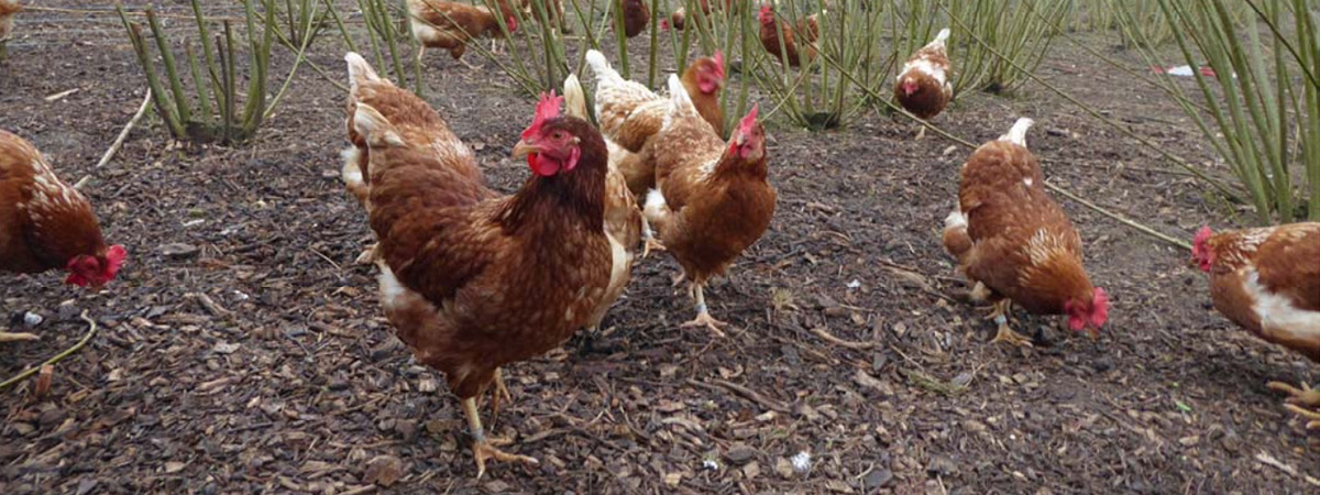 Webinar Allevamento di polli e galline al pascolo